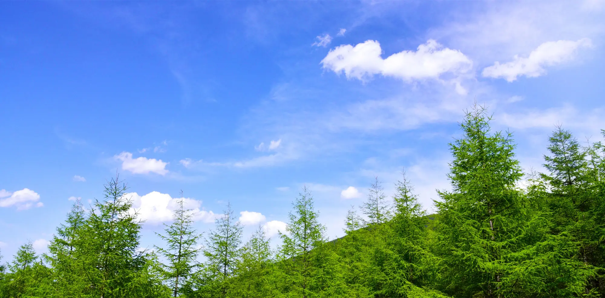 キービジュアルイメージ 自然